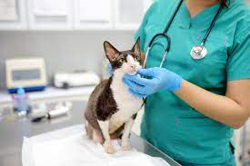 Know More About A Pet Hospital