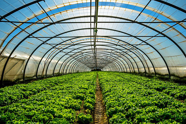 The Easiest Way To Ventilate Your Greenhouse Appropriately