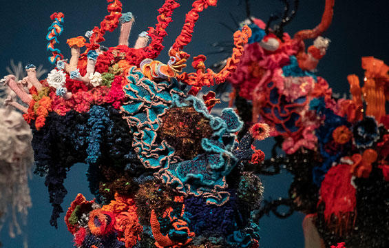 Things To Know About Coral Store