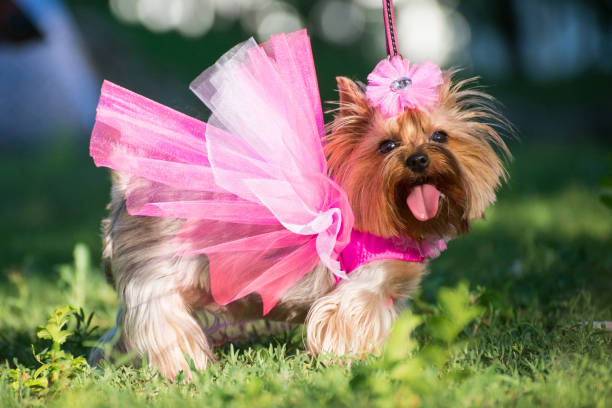 What are some tips for dressing up your dog in a bridal outfit?