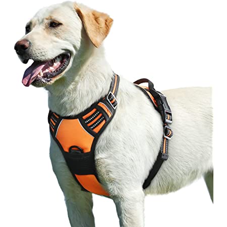 5 Factors to utilize a No-Take Canine Control: Benefits and drawbacks of a No Take Harness