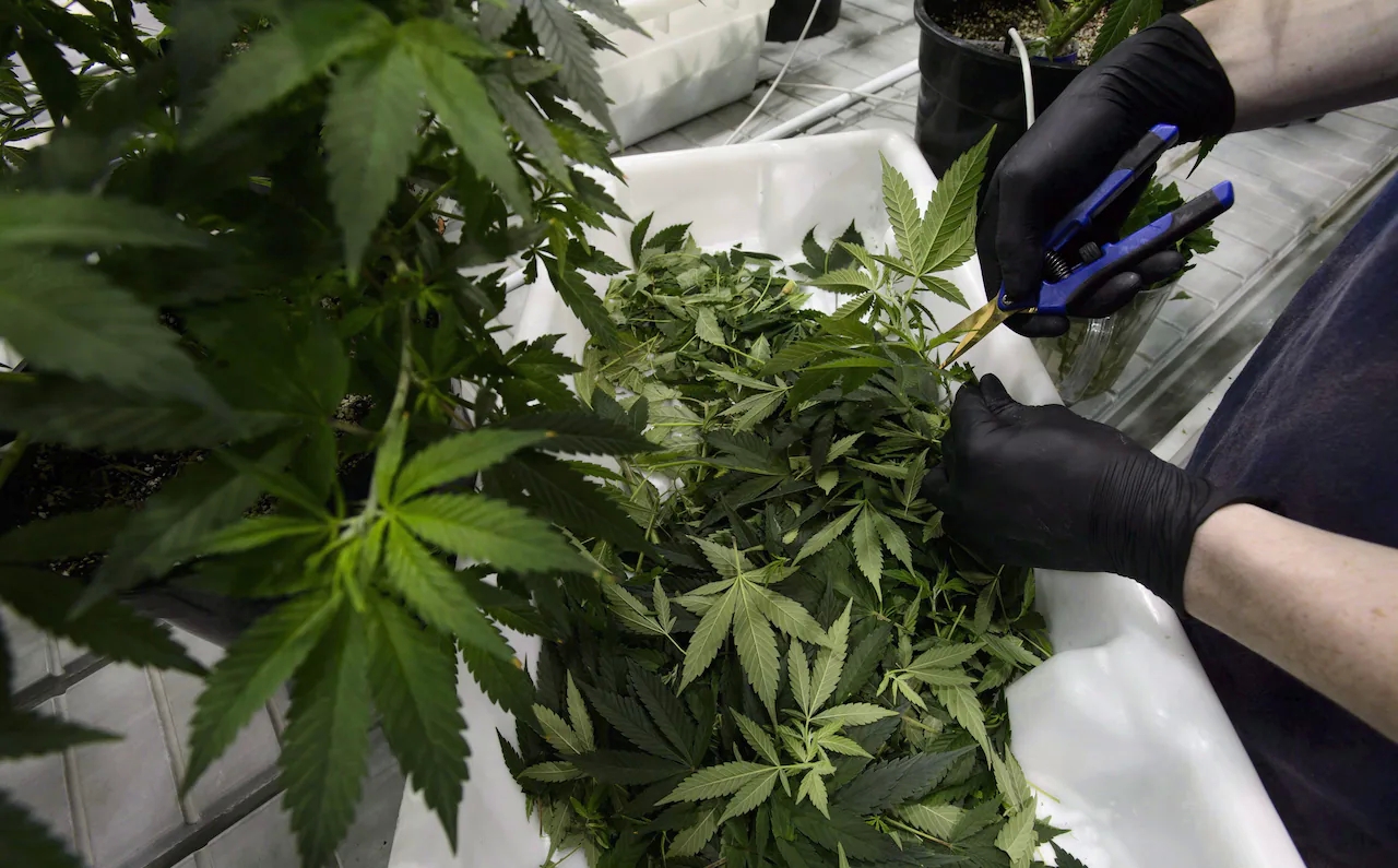 Here is the best Online Dispensary Canada available on the internet