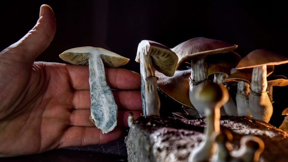 What Benefits May Be Grabbed by Eating Fresh mushrooms?
