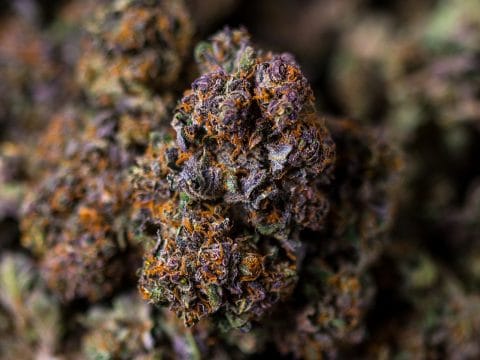 Exactly what are the benefits that CBD oil provides?