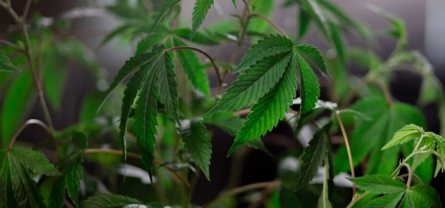 Unveiling the Legitimate Landscape: Marijuana Laws in the area