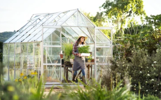 Greenhouse Dreams: A Experience into Horticultural Tranquility
