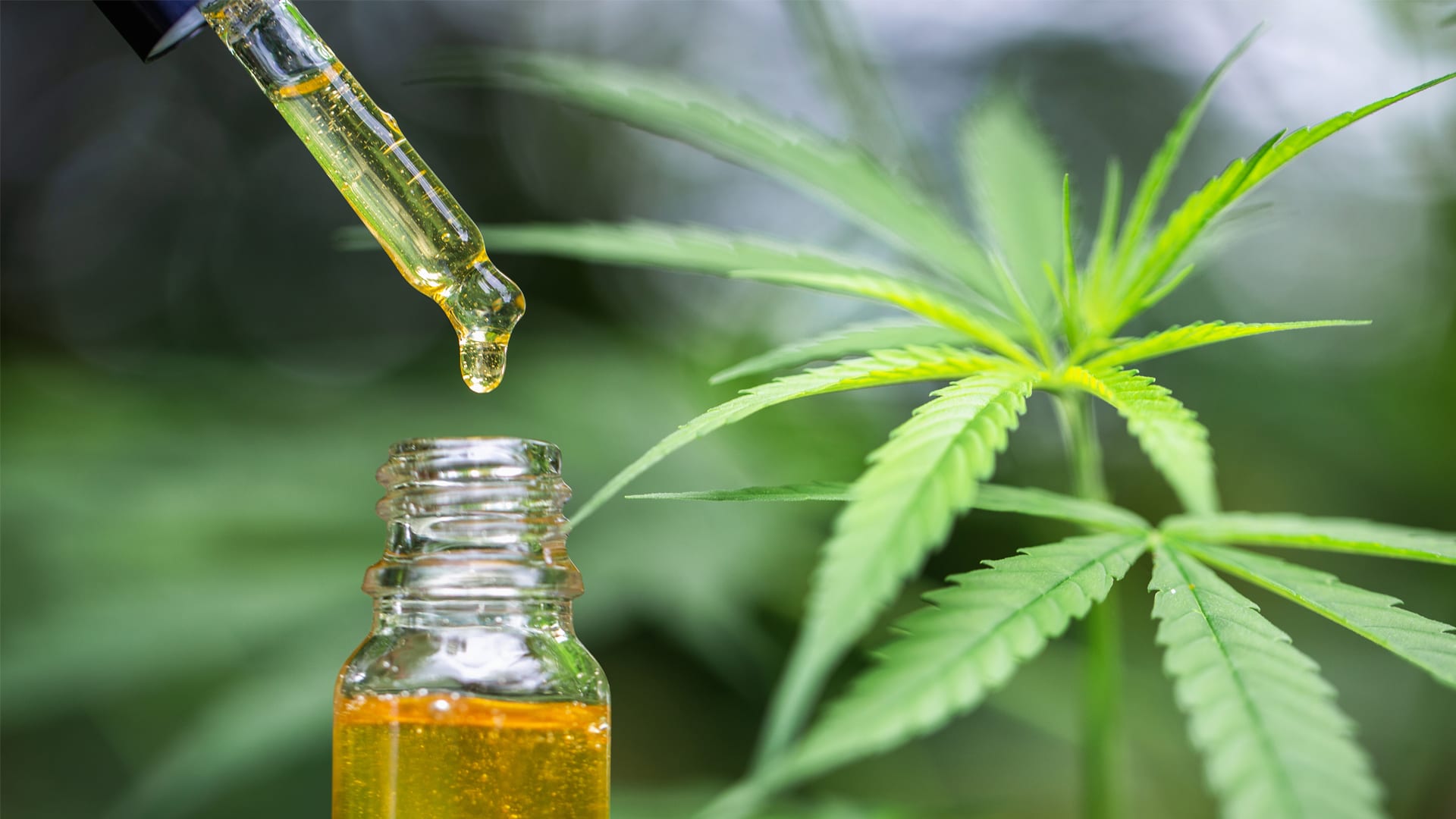 Can you really Create Your Very own CBD Essential oil From Hemp?