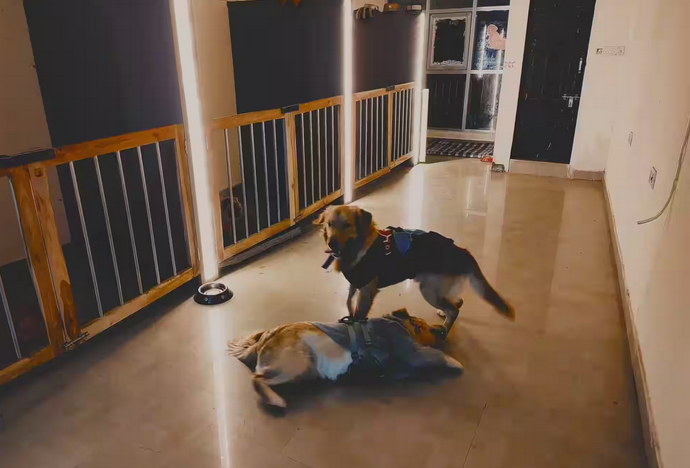 The Ultimate Guide to Stress-Free Dog Boarding